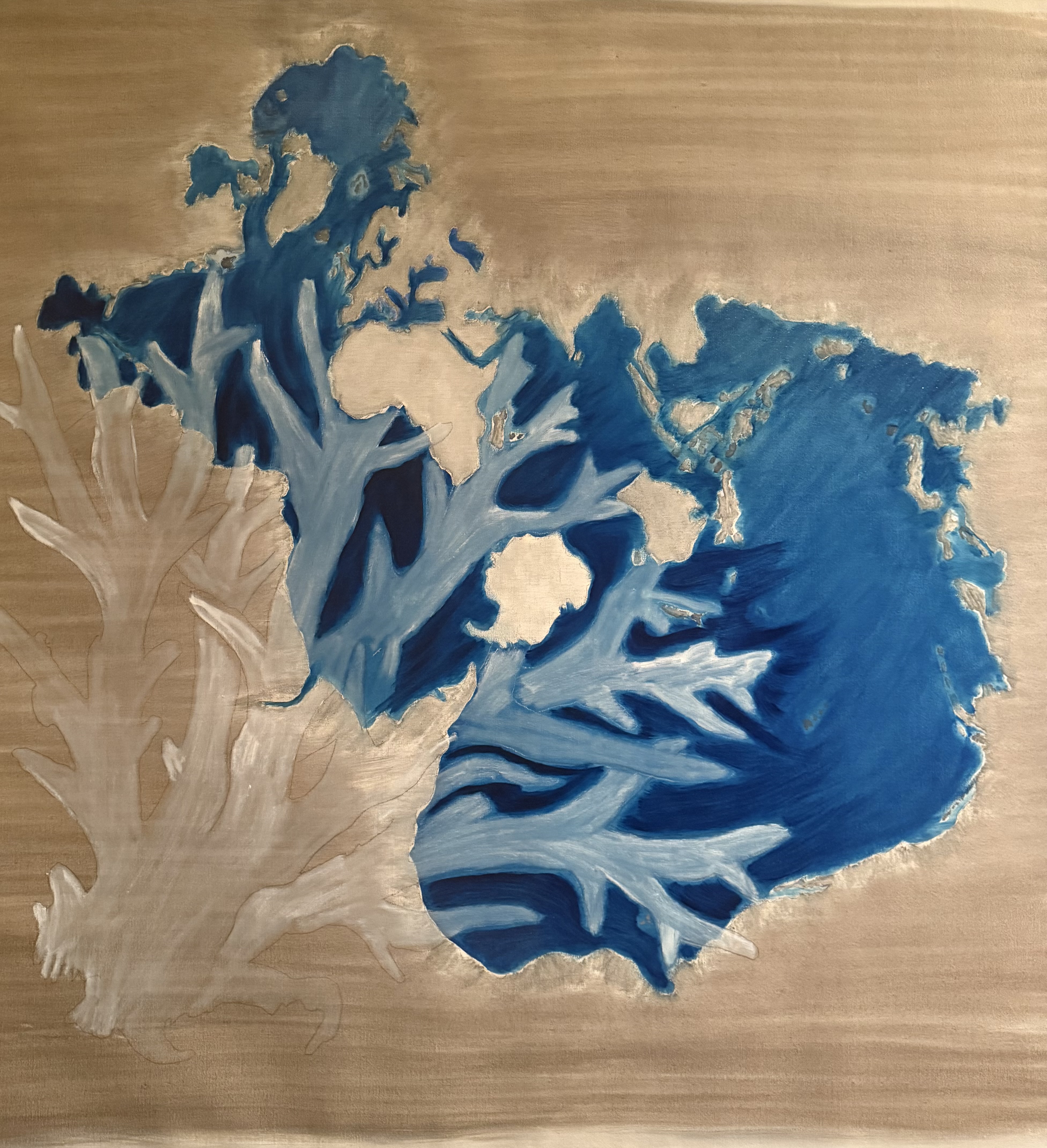 Staghorn Coral — JT Kluge